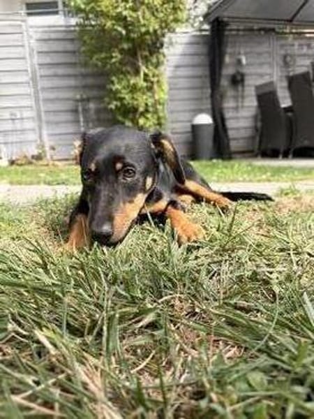Cola-kleine Welpin, 4 Monate alt sucht eine Familie