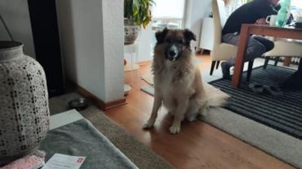 Lustiger Scooby
