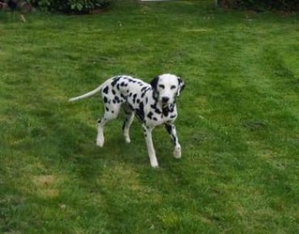 Millie sucht ein erfahrenes Zuhause