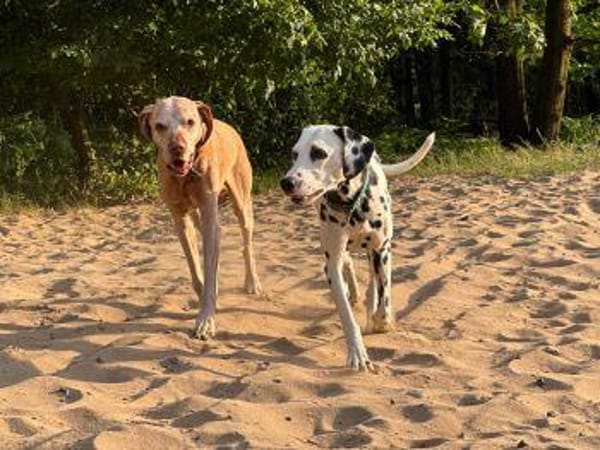 Millie sucht ein erfahrenes Zuhause