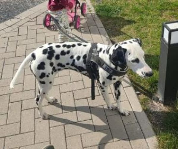 Millie sucht ein erfahrenes Zuhause