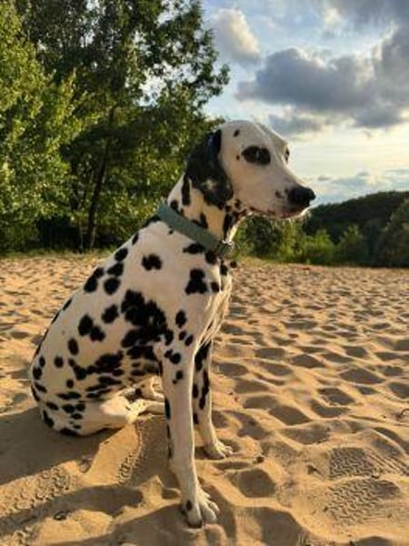 Millie sucht ein erfahrenes Zuhause
