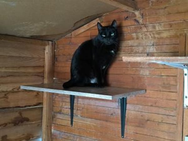 Noche - sucht ihr Für-Immer-Zuhause