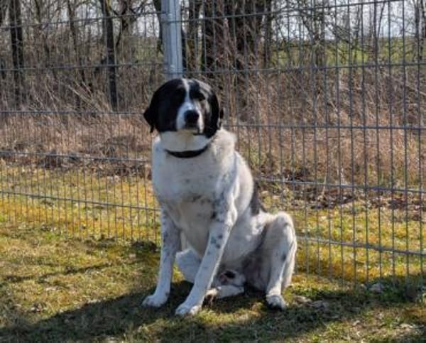 Mosel sucht Familie