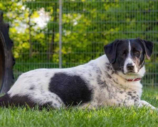 Mosel sucht Familie