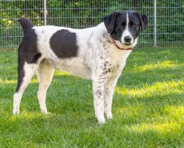 Mosel sucht Familie
