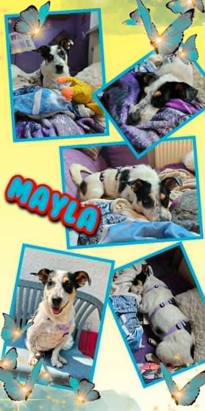 menschenbezogene Mayla auf PS in 92262