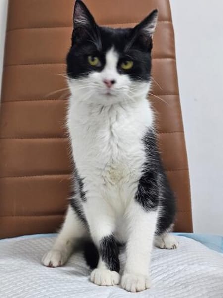 Mochi Verschmuster Maskenkater sucht  gechillte Familie