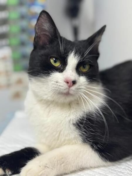 Mochi Verschmuster Maskenkater sucht  gechillte Familie