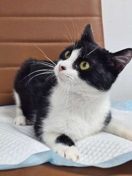 Mochi Verschmuster Maskenkater sucht  gechillte Familie