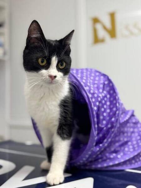 Mochi Verschmuster Maskenkater sucht  gechillte Familie