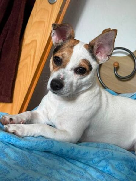Die kleine Lizzy sucht ein Zuhause