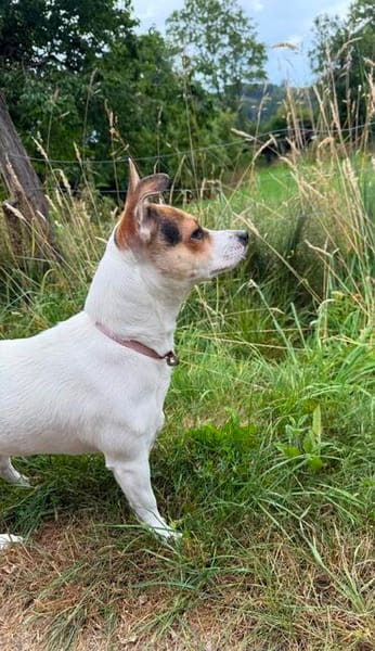 Die kleine Lizzy sucht ein Zuhause