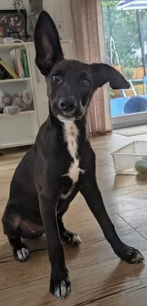 Welpenjunge CHICO ❤ einfach zauberhaft!