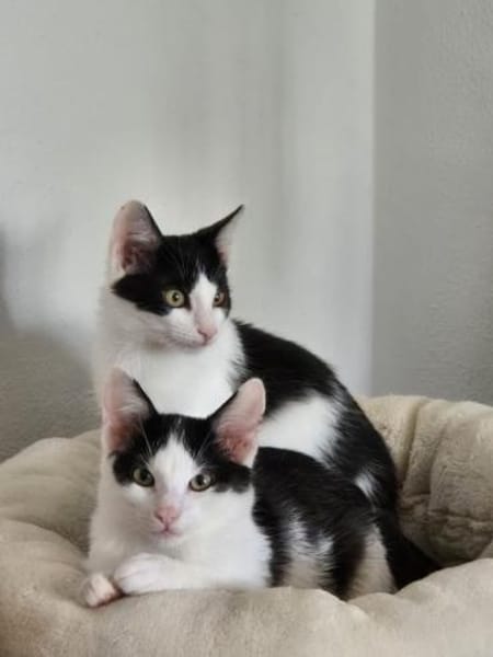 Binx & Zeus - Verspieltes Katzenpärchen