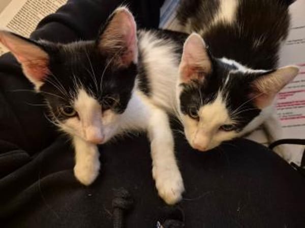 Binx & Zeus - Verspieltes Katzenpärchen