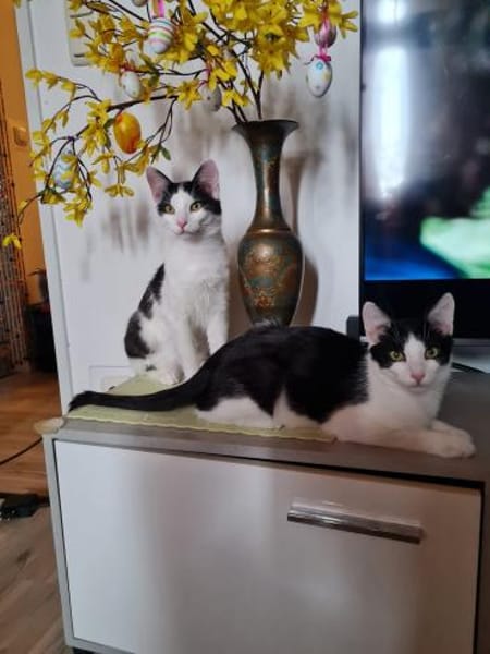 Binx & Zeus - Verspieltes Katzenpärchen