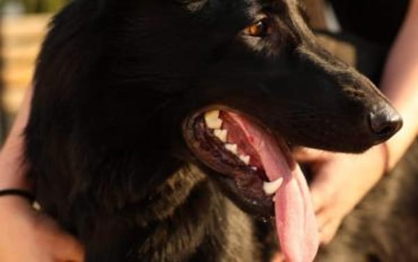 Schäferhundmix Gala