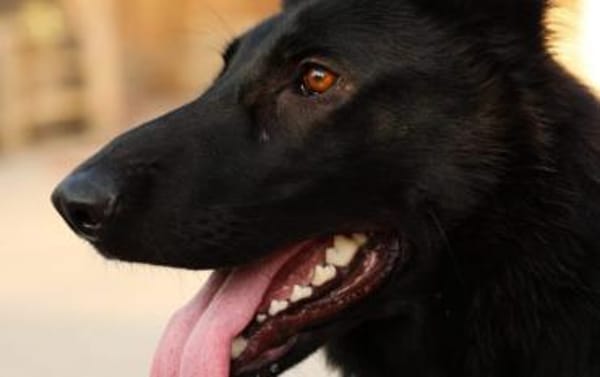 Schäferhundmix Gala