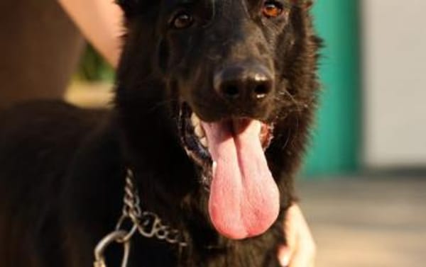 Schäferhundmix Gala
