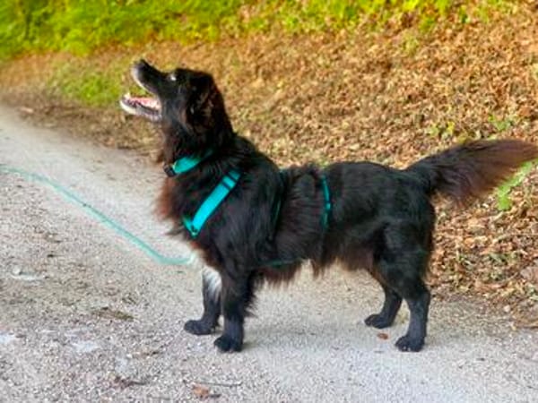 Rüde Chewbacca  treuer Kuschelbär mit großem Herz