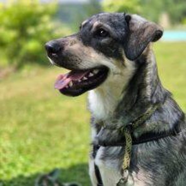 Kaji - sucht seine Menschen 🐕