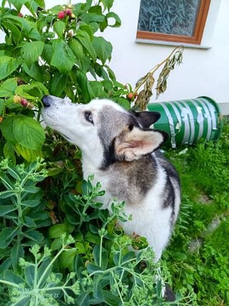 ARYA-WARTET AUF IHR HAPPY END