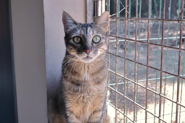 Kitty (en cours d'adoption)