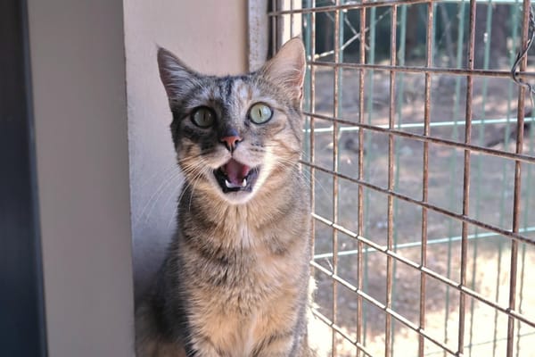 Kitty (en cours d'adoption)