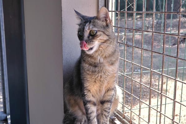 Kitty (en cours d'adoption)