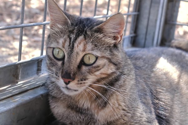 Kitty (en cours d'adoption)