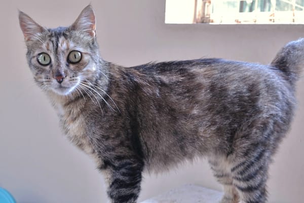 Kitty (en cours d'adoption)