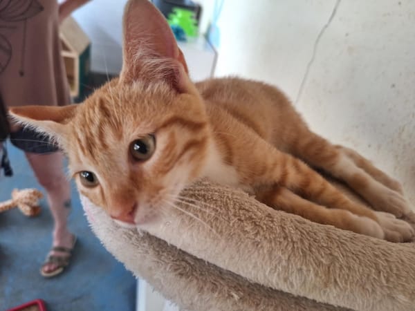 RON a trouvé sa famille