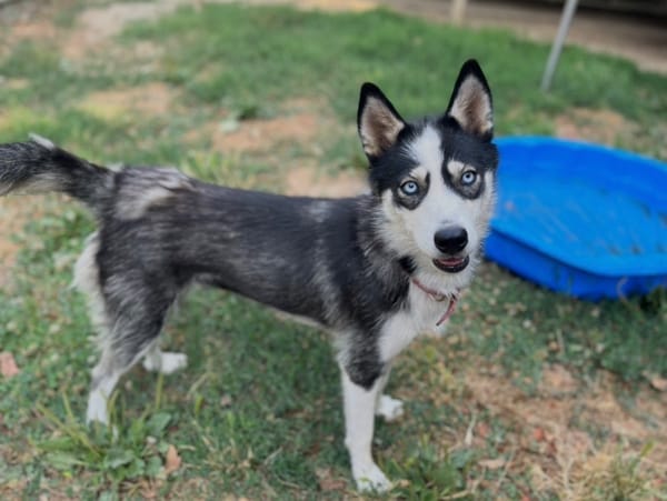 TINA