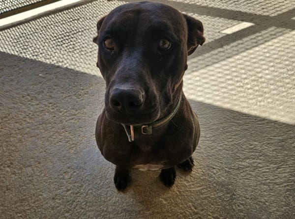 koda