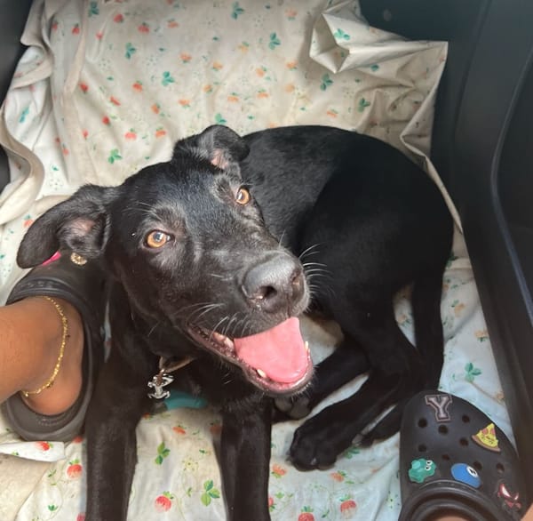 BOUBA, chiot Berger Créole mâle