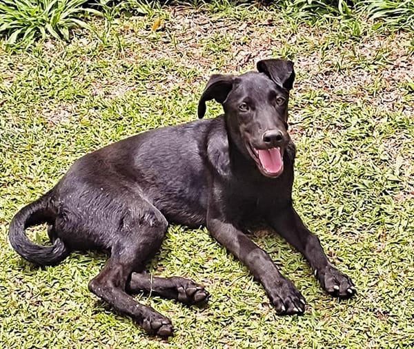 BOUBA, chiot Berger Créole mâle