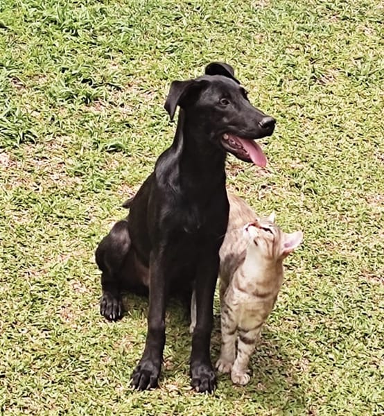 BOUBA, chiot Berger Créole mâle