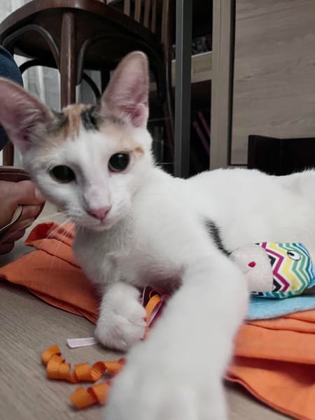 CHATKIRA, chaton femelle européen