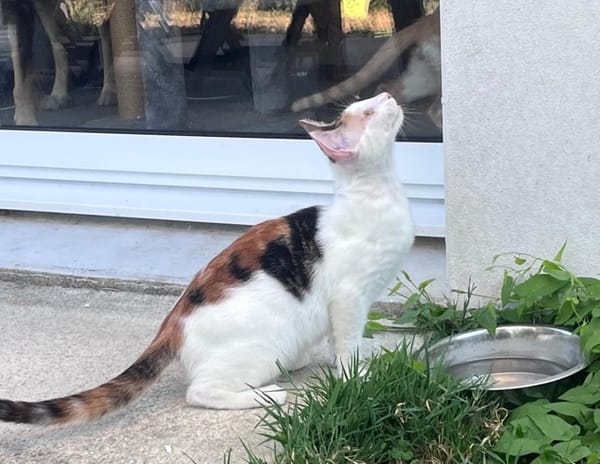 CHATKIRA, chaton femelle européen