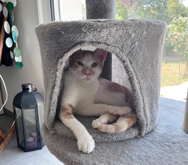 LEVI, chaton créole mâle