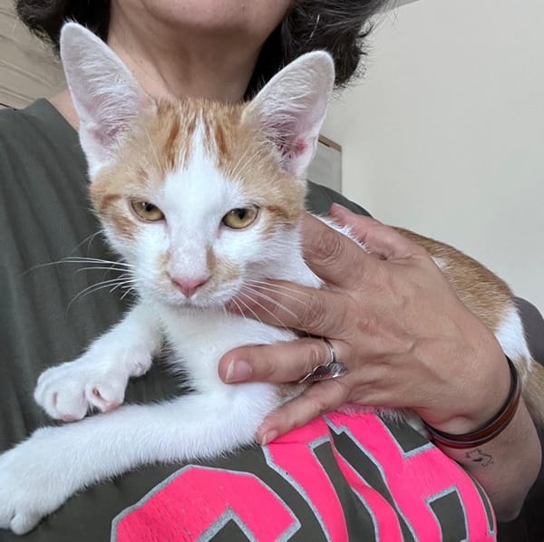 LEVI, chaton créole mâle