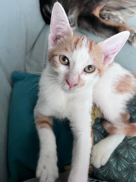 LEVI, chaton créole mâle
