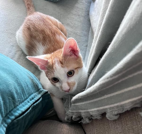 LEVI, chaton créole mâle
