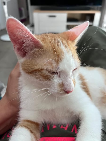 LEVI, chaton créole mâle