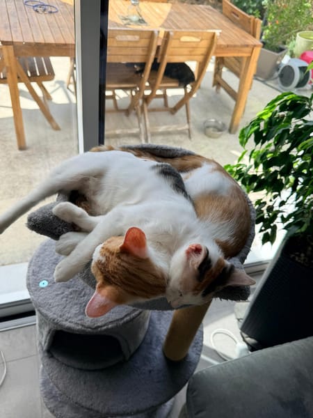 LEVI, chaton créole mâle