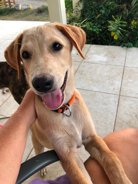 MYLO, chiot Berger Créole mâle