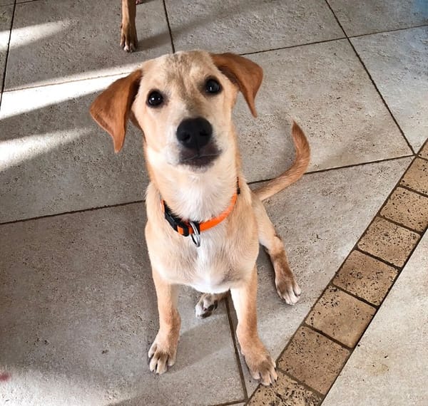 MYLO, chiot Berger Créole mâle