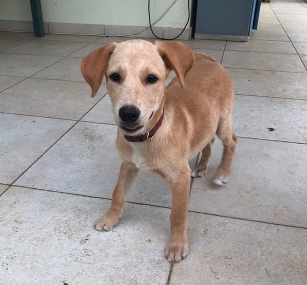 MYLO, chiot Berger Créole mâle