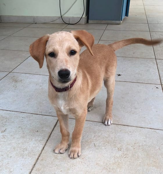 MYLO, chiot Berger Créole mâle